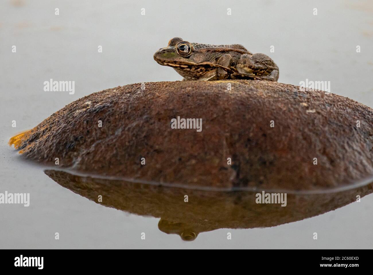 Perez's frog (Pelophylax perezi) on a river of Spain. Stock Photo