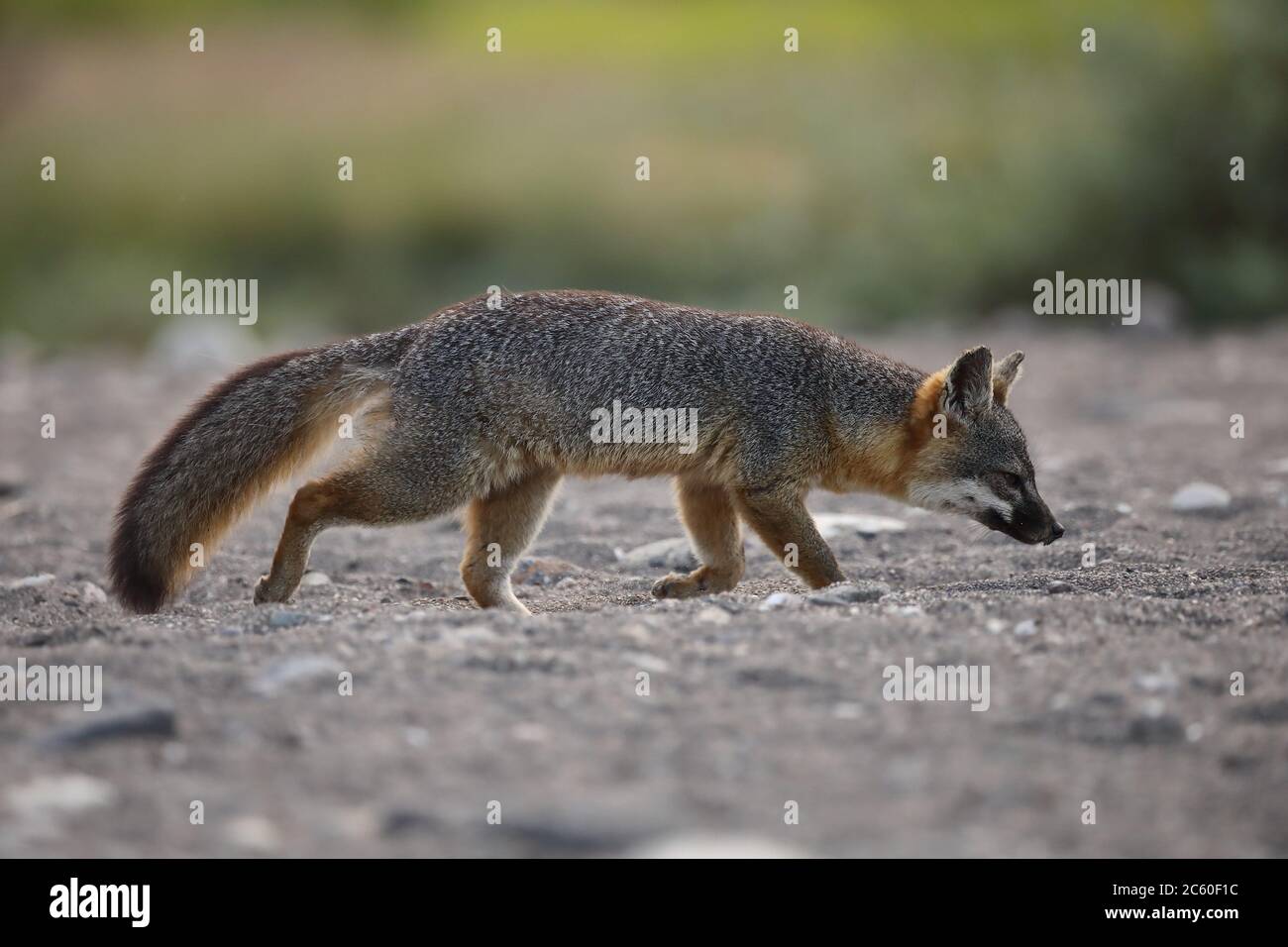 Island Fox Urocyon Littoralis In Santa Cruz Island California United States Stock Photo Alamy