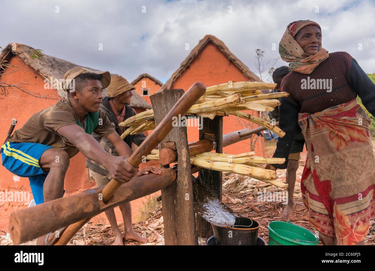 Malagasy family squeezing sugar cane to make rum. Madagascar Stock
