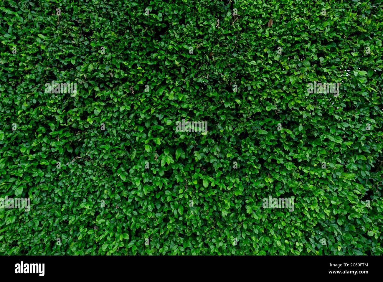 Small green leaves texture background. Evergreen hedge plants. Eco wall. Organic natural background. Clean environment. Ornamental plant in the garden Stock Photo