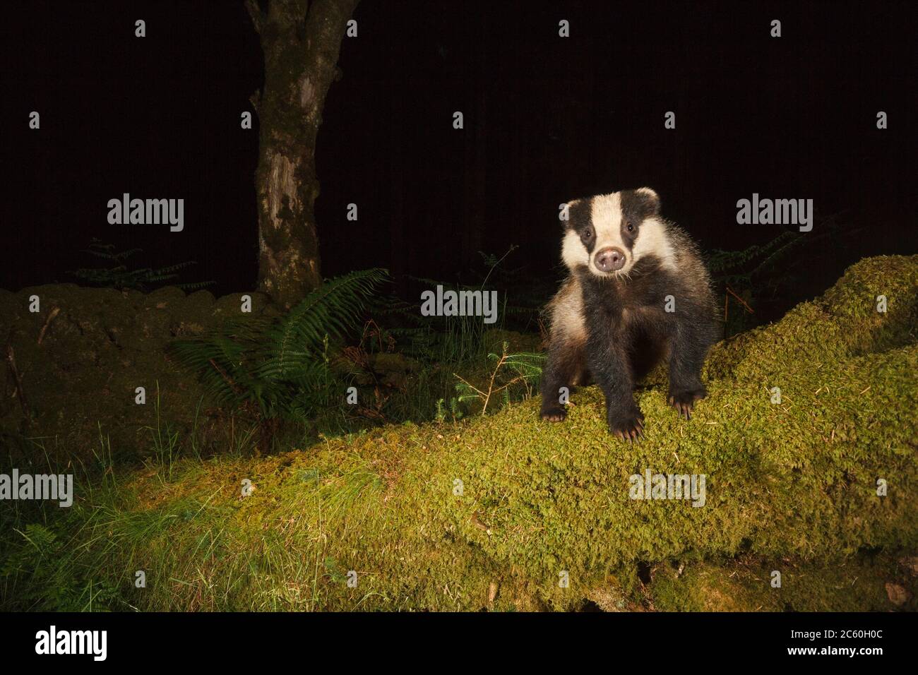 European Badger (meles meles). Loch Lomond and the Trossachs National Park. Scotland Stock Photo