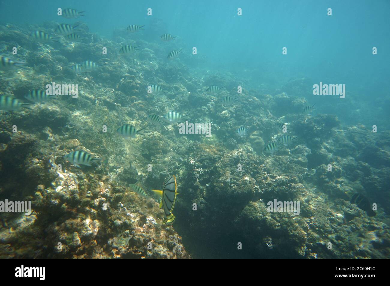 Scrawled Butterflyfish swimming together with seargent major fish Stock Photo