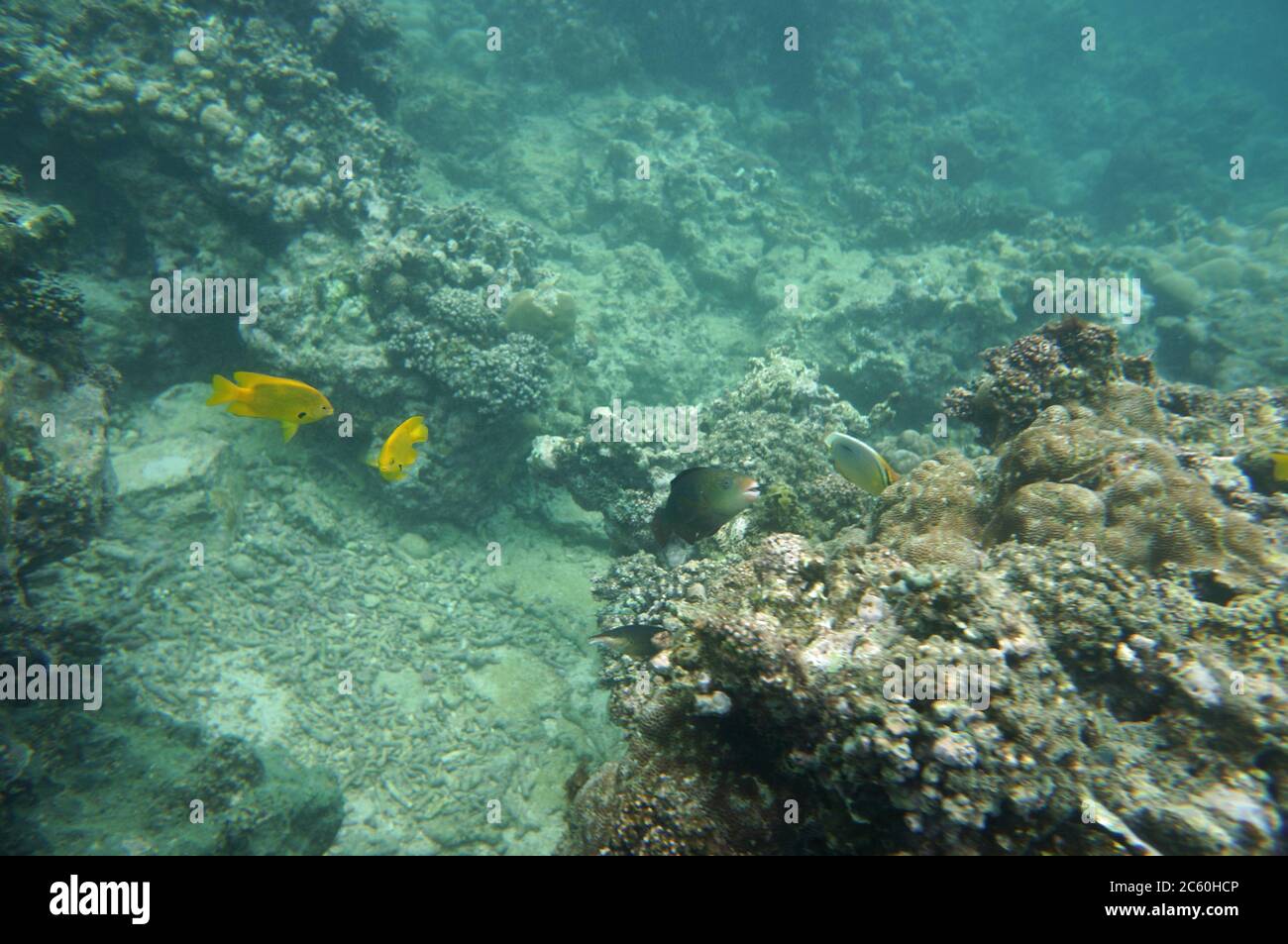 Pair of threespot angelfish Stock Photo