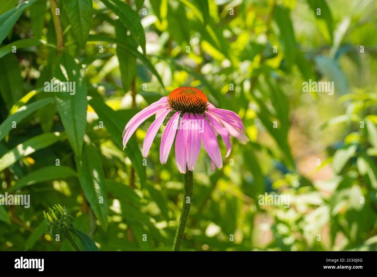 An Echinacea Purpurea flower, also called Purple Coneflower & Hedgehog Coneflower, an herbaceous flowering perennial from the Asteraceae daisy family Stock Photo