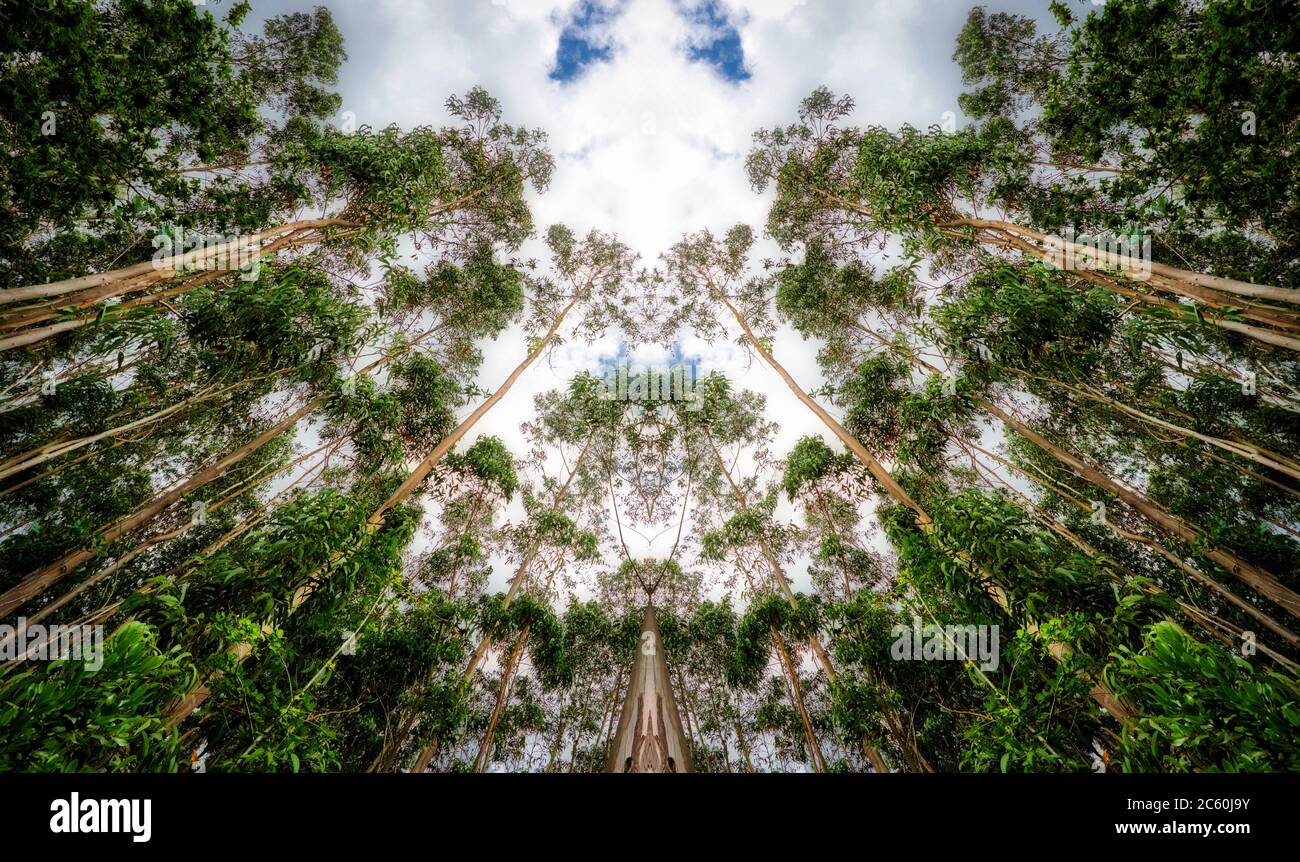 Trees symmetry in the forest. Stock Photo
