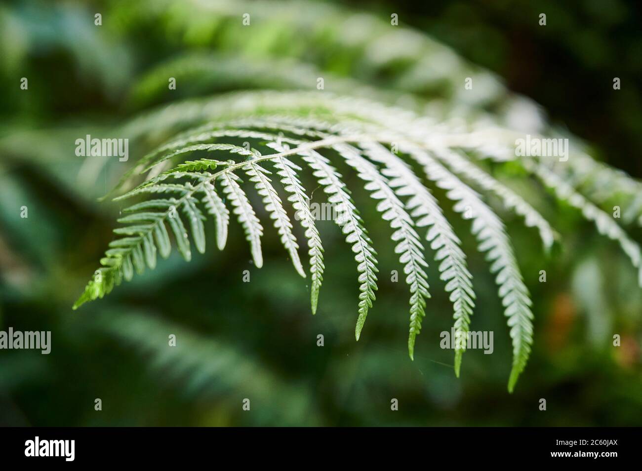 fern leaf. Stock Photo