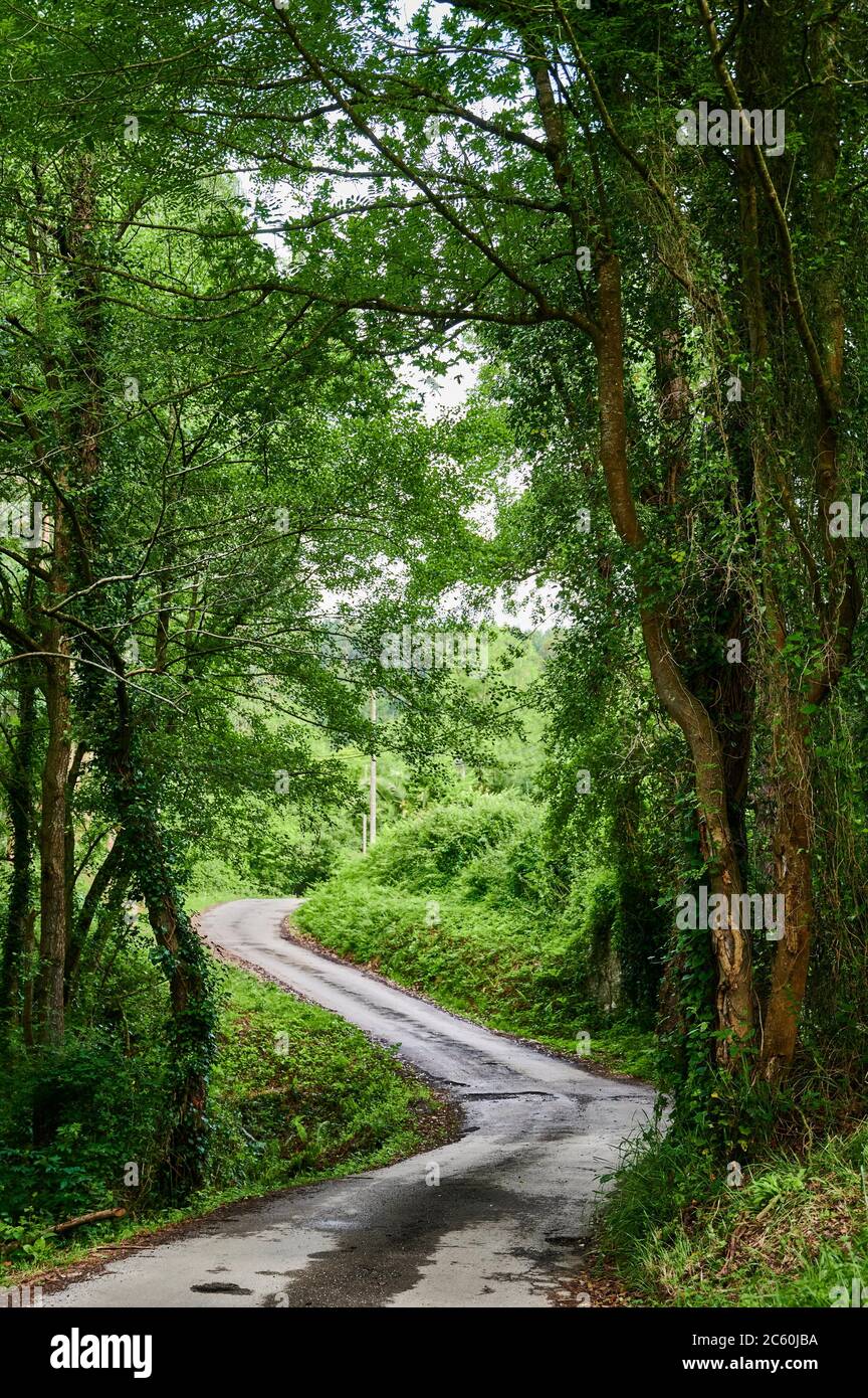 Empty road in forest. Stock Photo