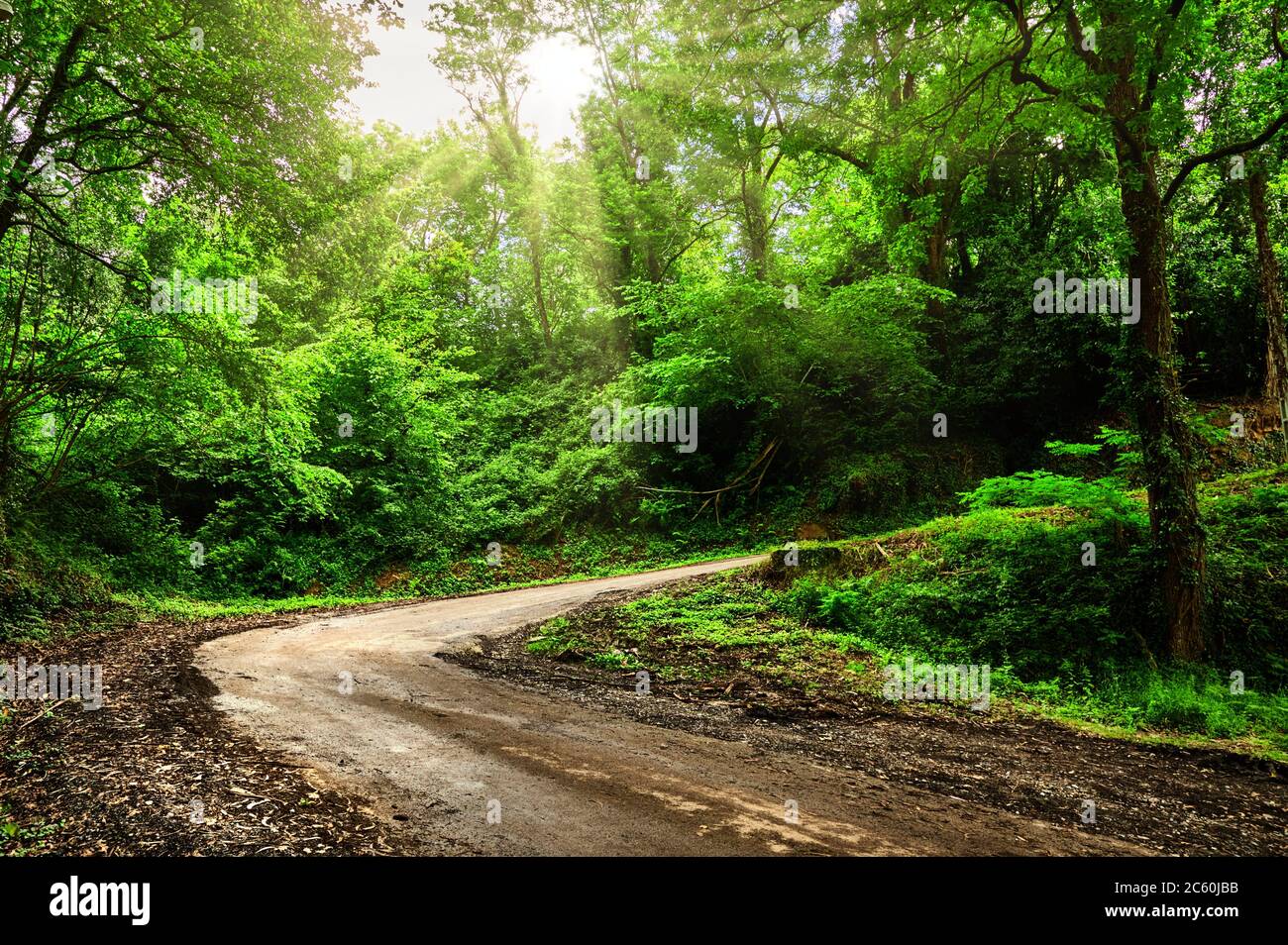 Narrow road in the middle of the forest, Cantabria, Spain, Europe. Stock Photo