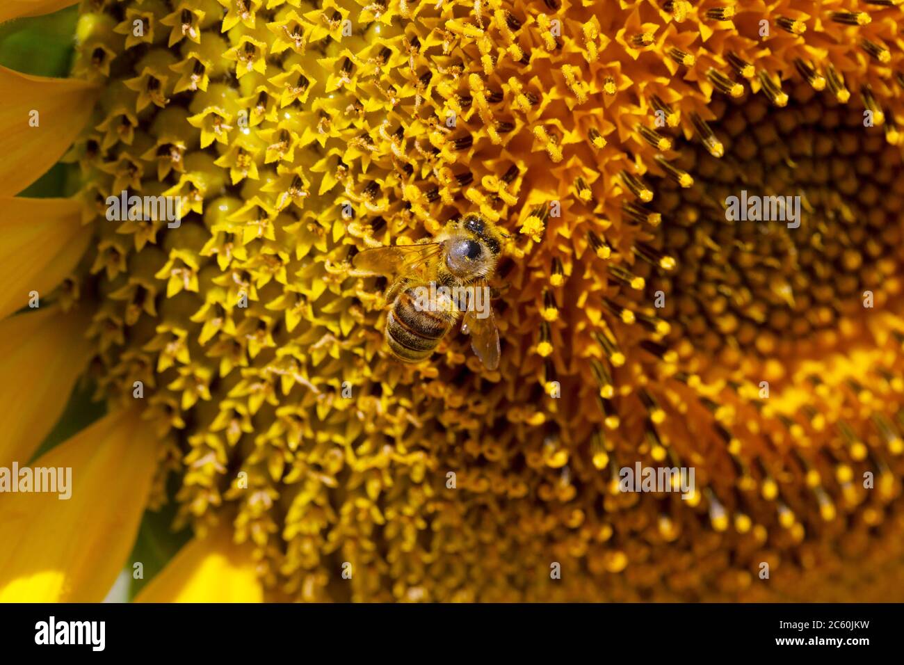 Honeybee collecting pollen from a sunflower Stock Photo - Alamy