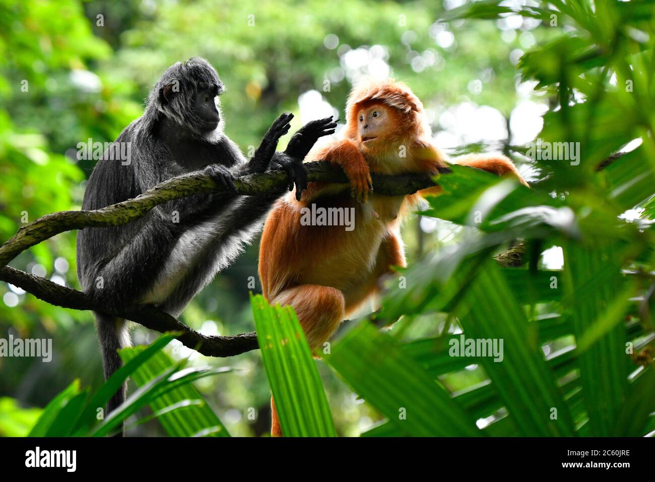 Red Faced Spider Monkey High Resolution Stock Photography and Images