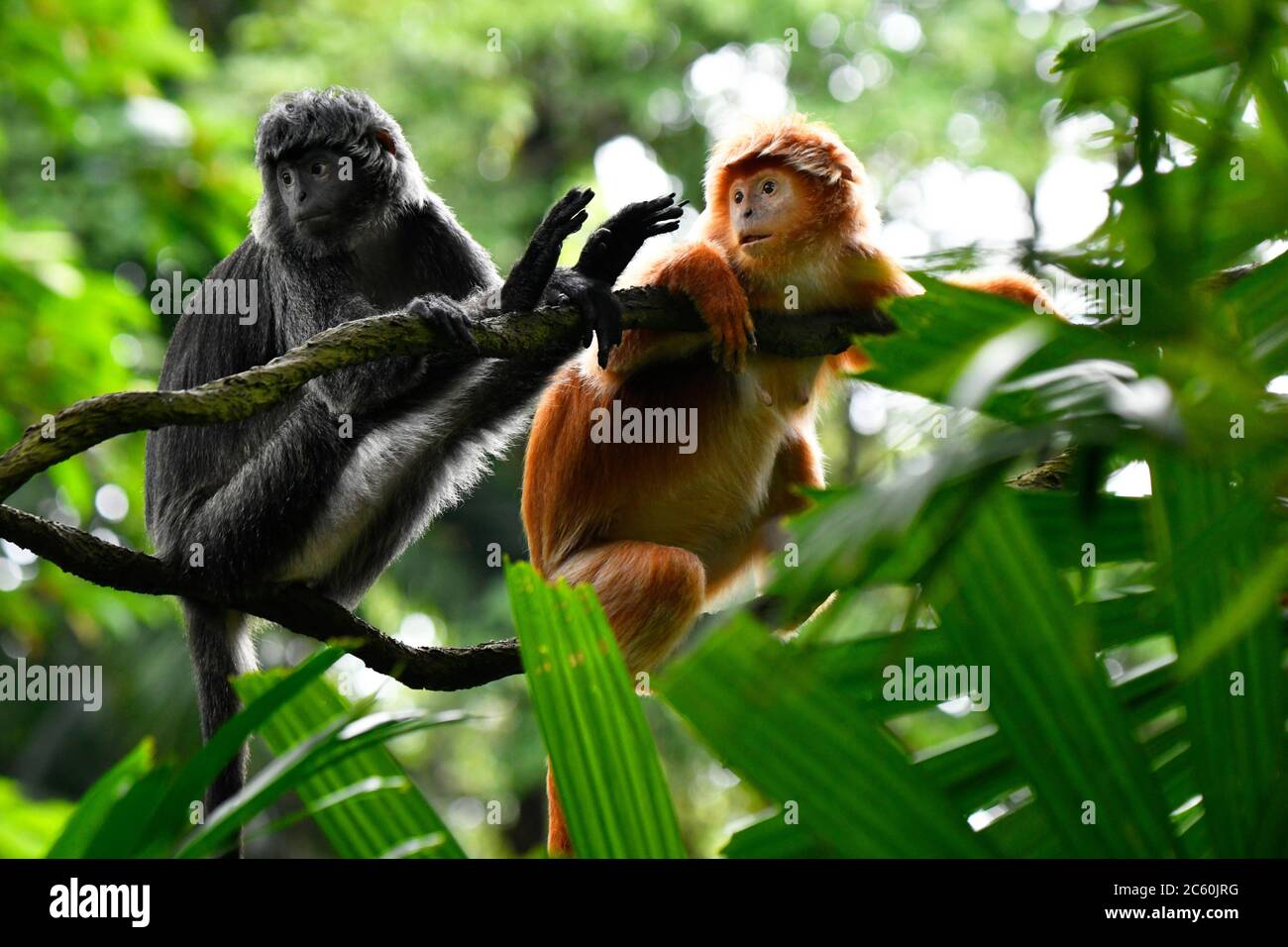 Redfaced Spider Monkey Macaco Aranha Preto Stock Photo 1370302802