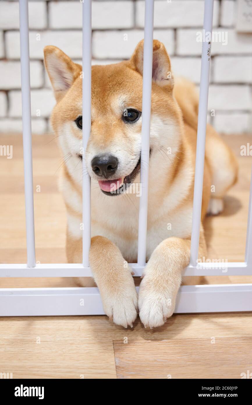 A Chiba dog smiling in the case Stock Photo