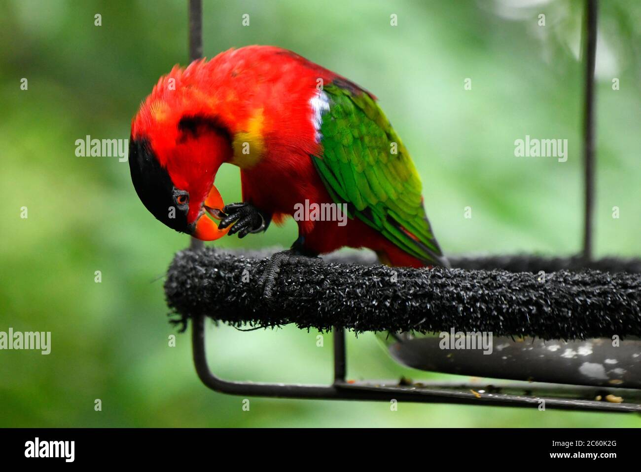 Wild parrot at Jurong bird park,Singapore,Asia Stock Photo Alamy