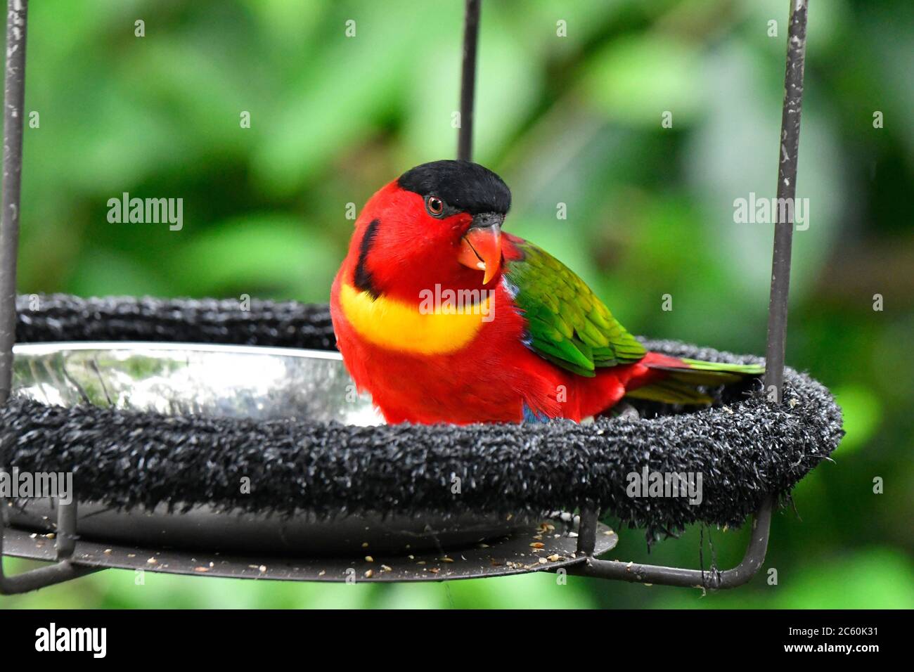 Wild parrot at Jurong bird park,Singapore,Asia Stock Photo Alamy