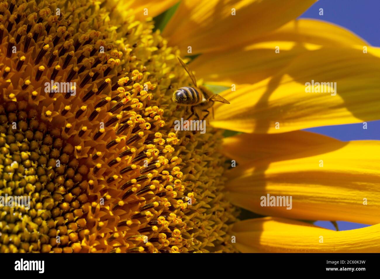 Honeybee collecting pollen from a sunflower Stock Photo - Alamy