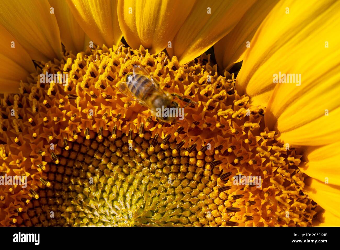 Honeybee collecting pollen from a sunflower Stock Photo - Alamy
