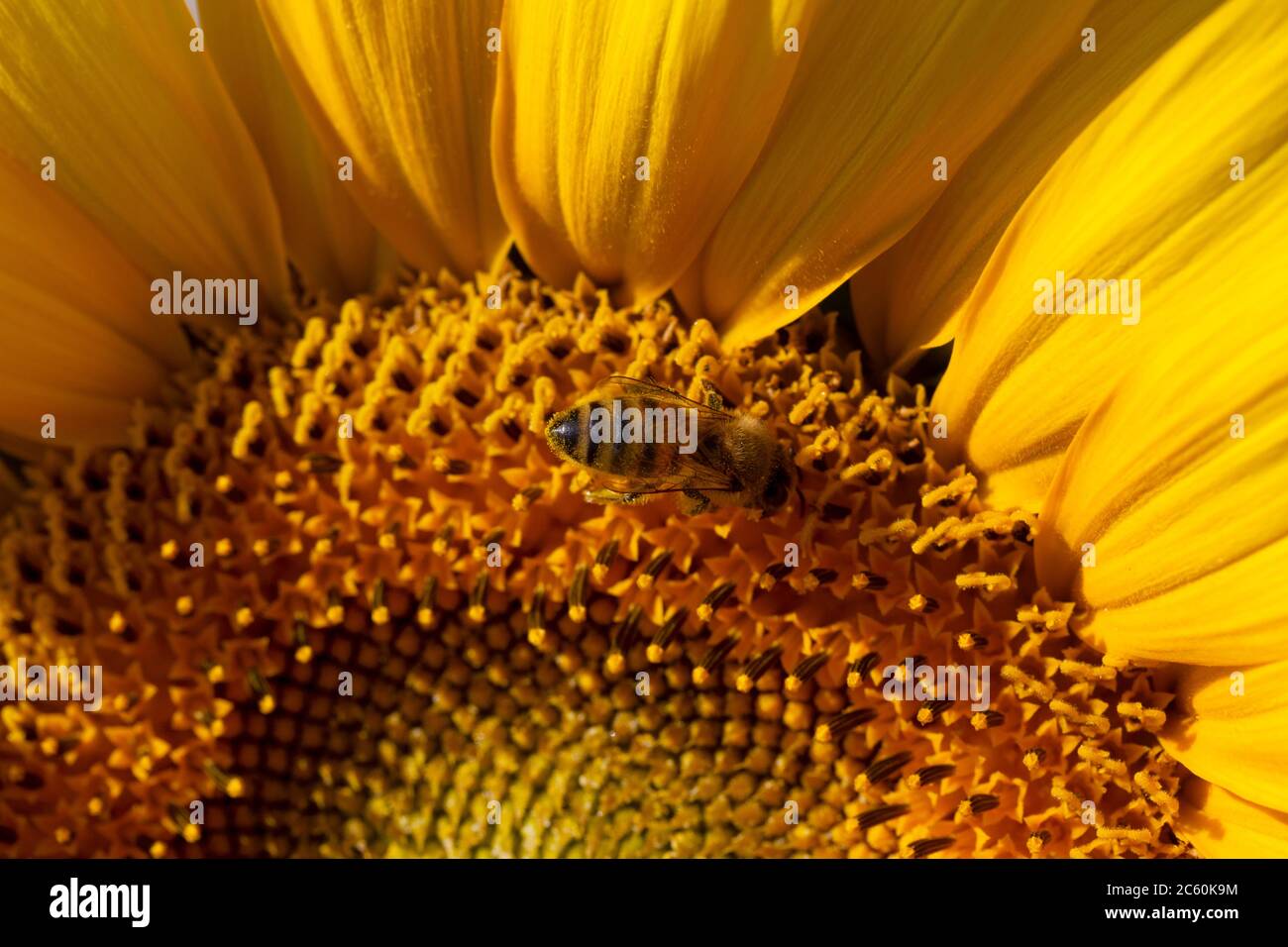 Honeybee collecting pollen from a sunflower Stock Photo - Alamy