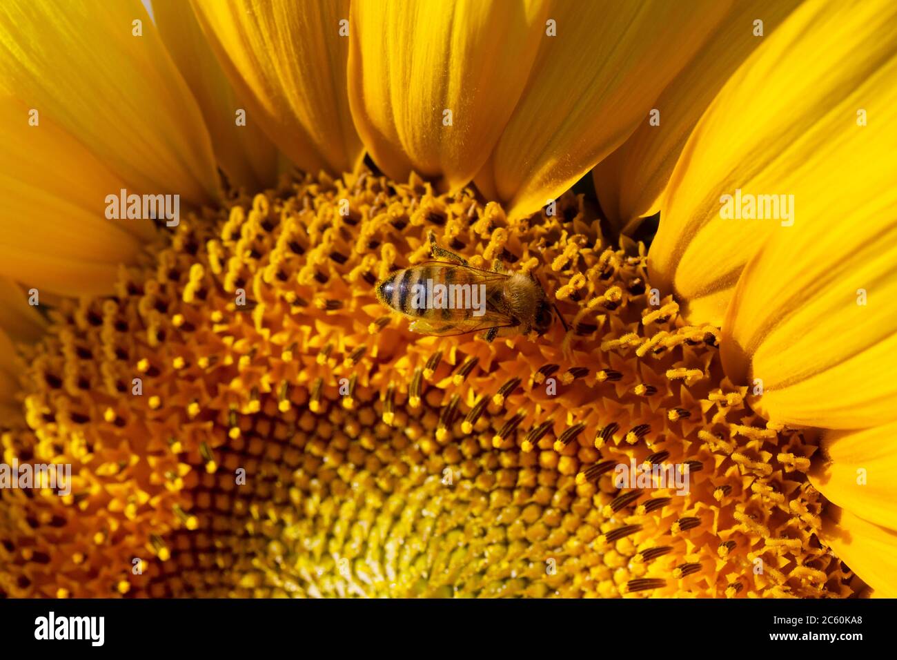 Honeybee collecting pollen from a sunflower Stock Photo - Alamy