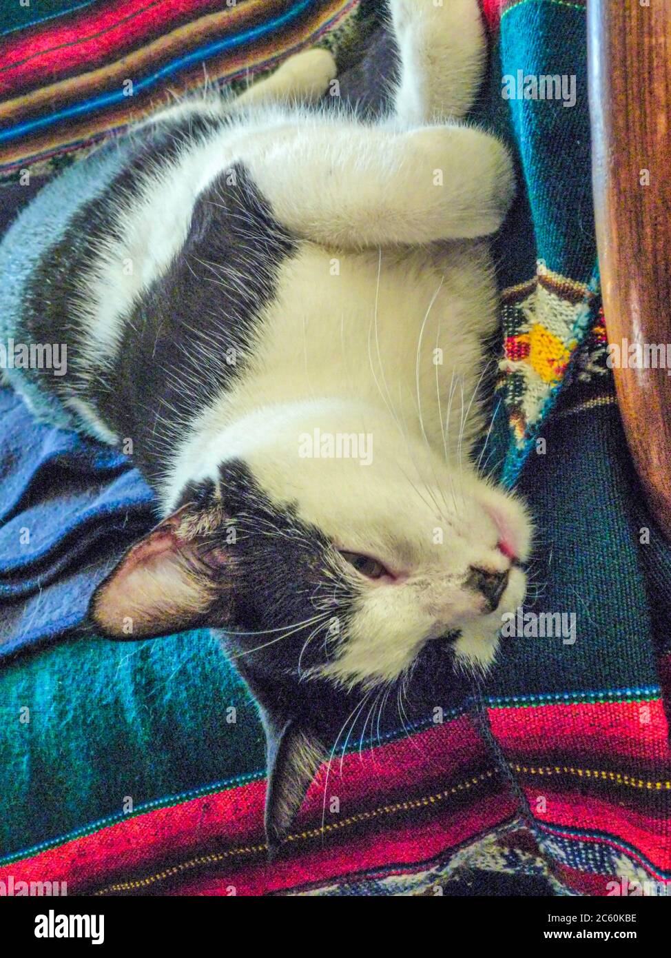 Resting cat. Stock Photo