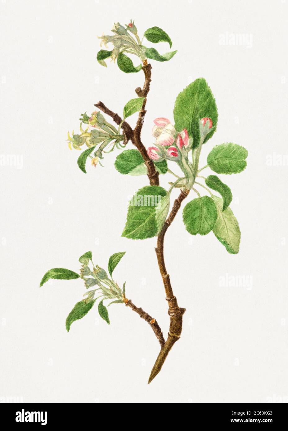Botanical Illustration Apple High Resolution Stock Photography And Images Alamy