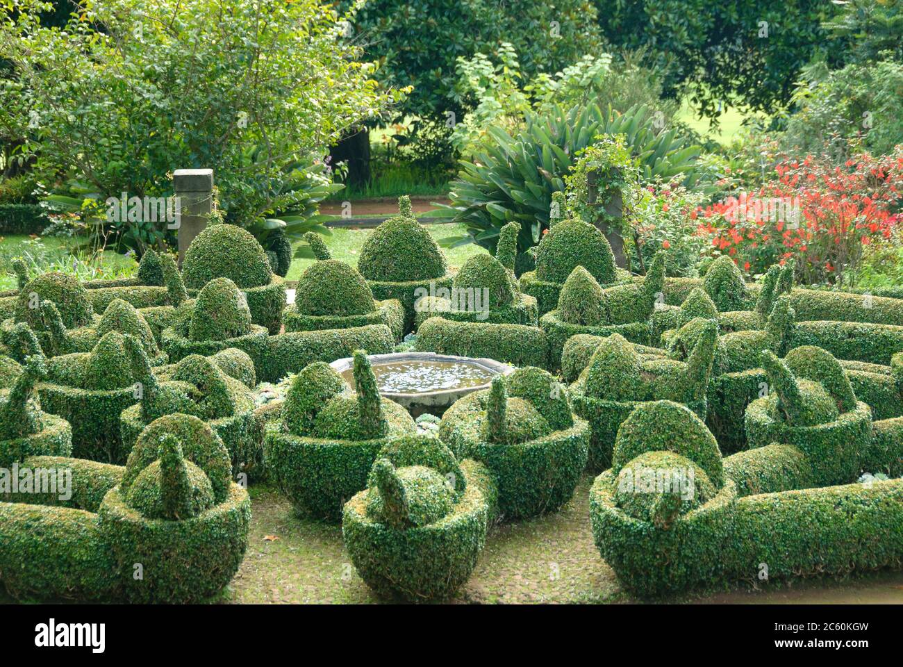 Buchsbaum Buxus sempervirens var. arborescens Stock Photo