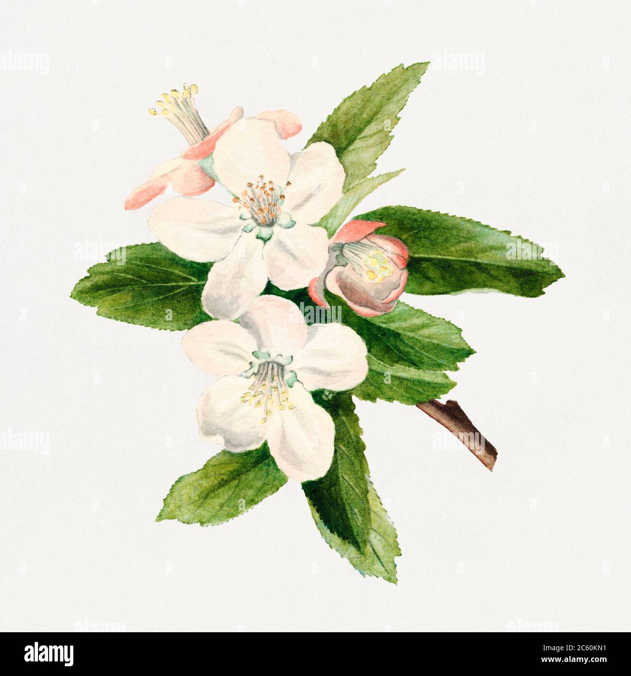 Vintage Crab Apple Flowers Illustration Jpg 2c60kn1 Stock Photo Alamy Vintage Crab Apple Flowers Illustration Jpg 2c60kn1 Stock Photo Alamy