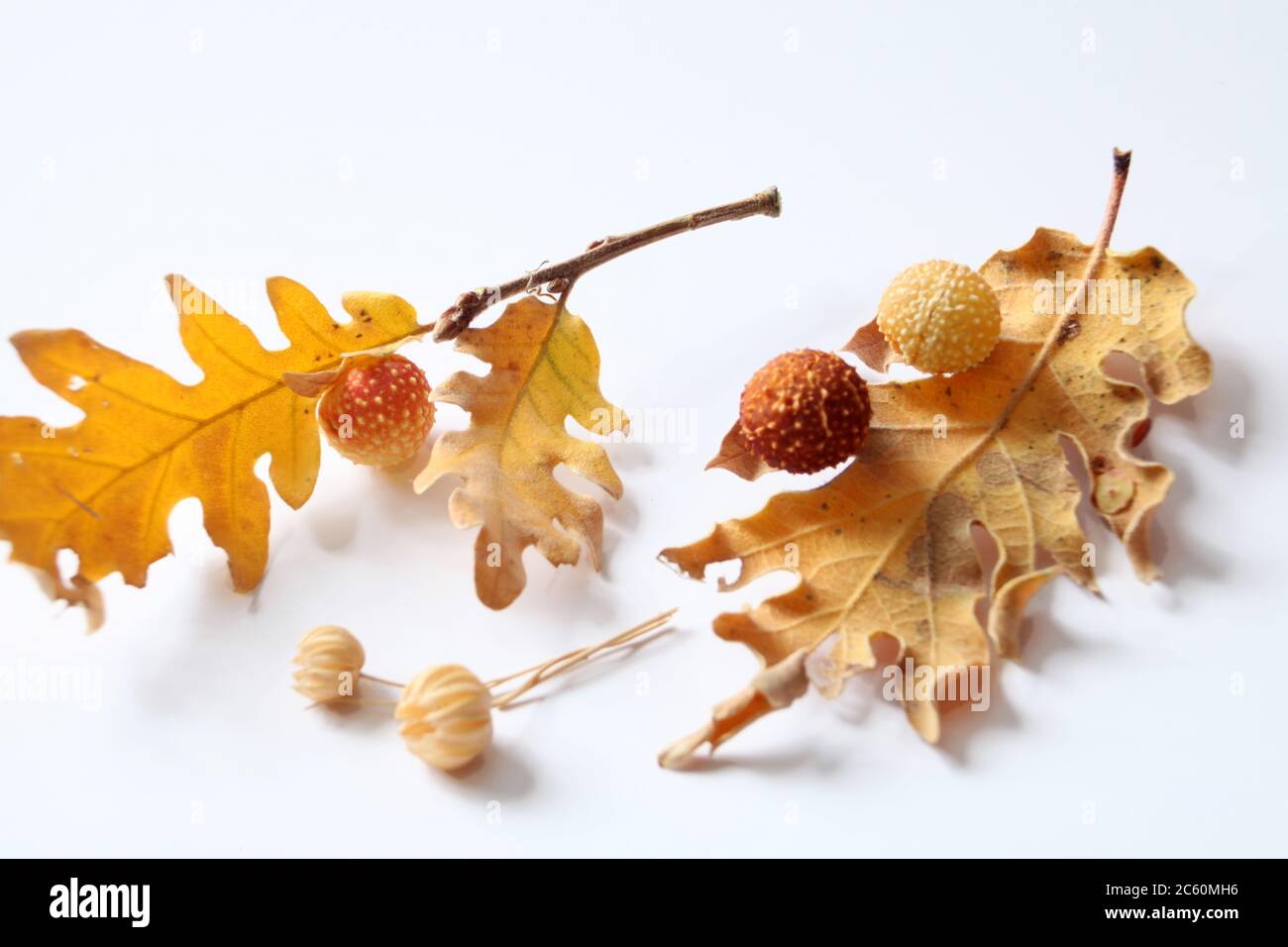 Dry oak leaves isolated hi-res stock photography and images - Alamy