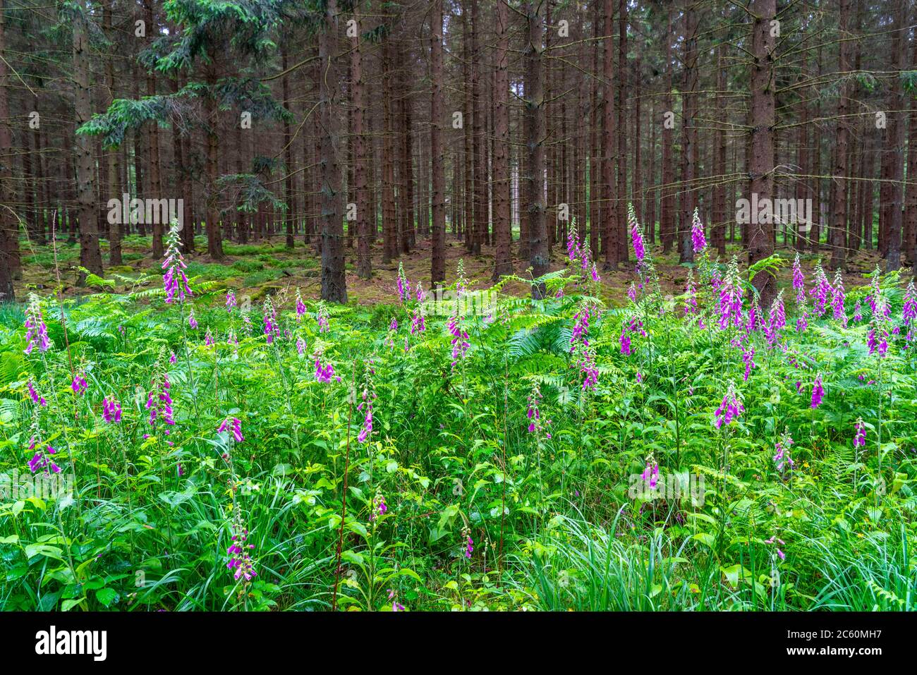 Struffelt Nature Reserve, Forest near Roetgen-Rott, red foxglove plant, poisonous, Eifel, NRW, Germany Stock Photo