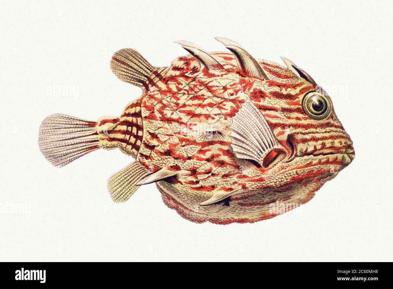 Vintage Fish Illustration On White Background Stock Photo Alamy