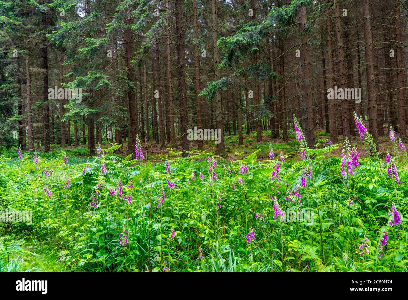 Struffelt Nature Reserve, Forest near Roetgen-Rott, red foxglove plant, poisonous, Eifel, NRW, Germany Stock Photo