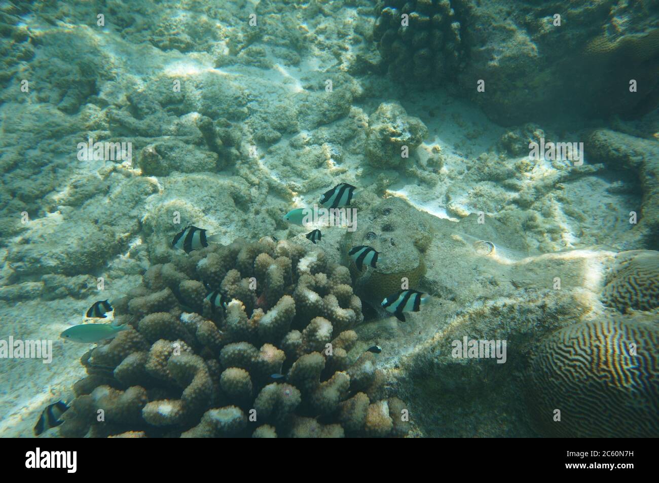 Whitetail Dascyllus in a coral Stock Photo