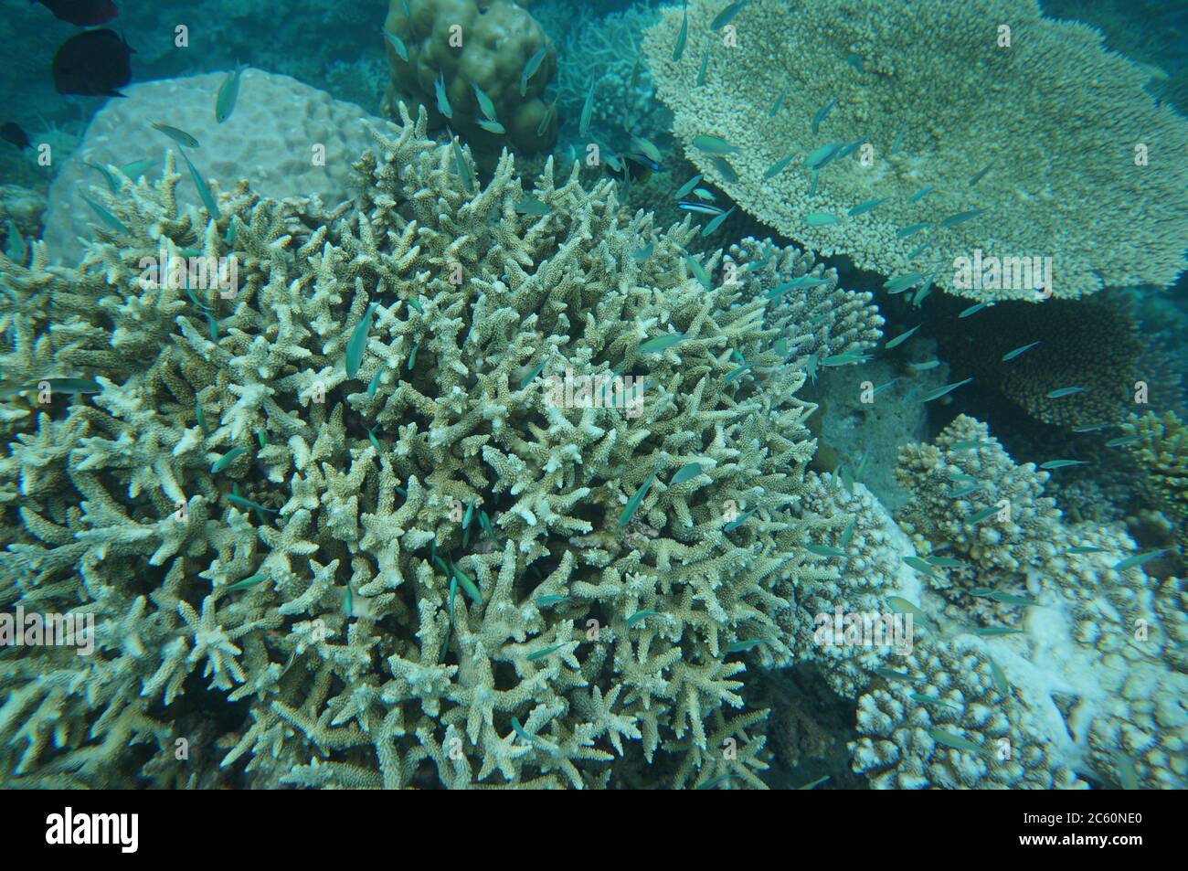 View of Blue-green Chromis in Coral Stock Photo - Alamy