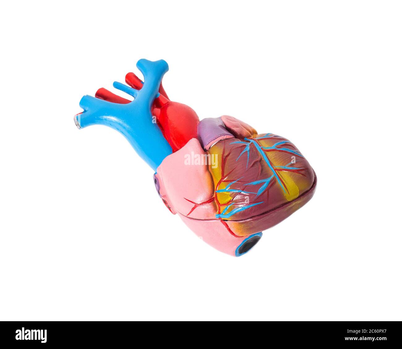 Anatomy of the human heart on a white background. The structure of the heart of man, aorta Stock Photo