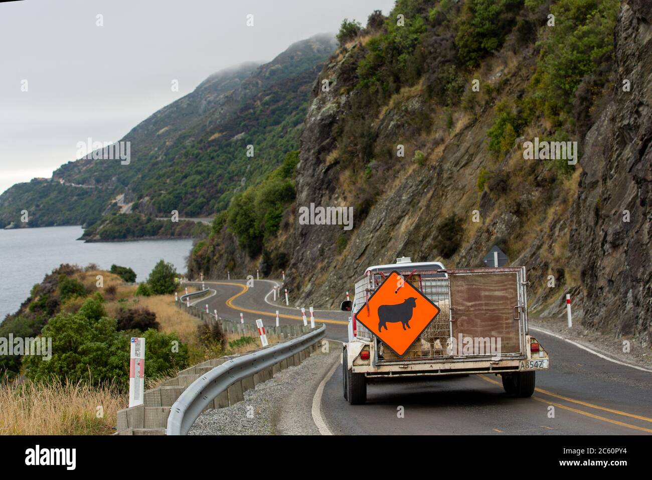 Flock of sheep being herded down a rural, highway road to Queenstown on New Zealand's South Island . Stock Photo