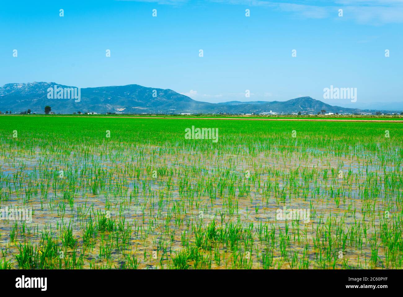 a view of a flooded paddy field in the Ebro Delta in Deltebre, Catalonia, Spain Stock Photo