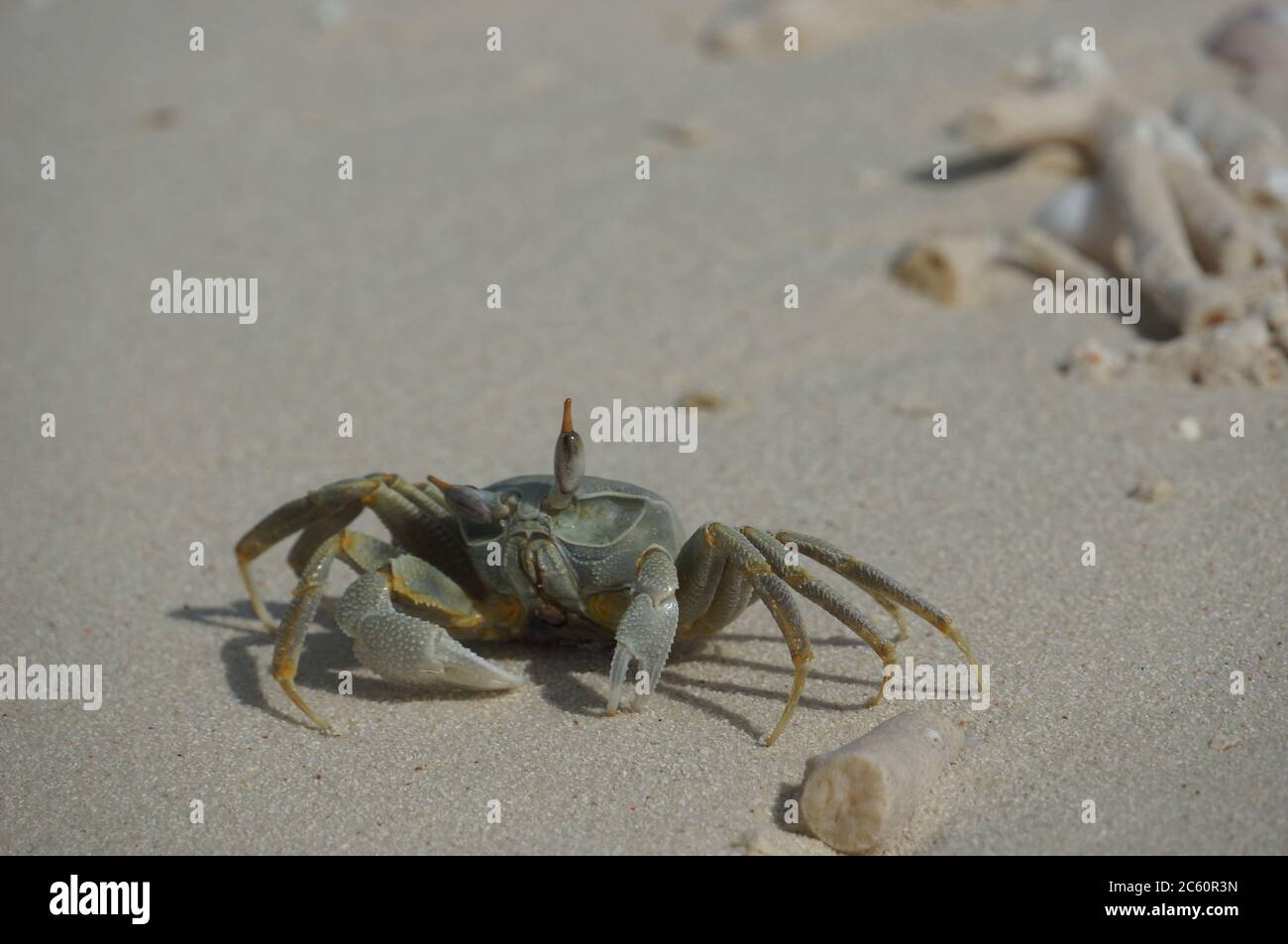 Crab with huge stalk eyes Stock Photo Alamy