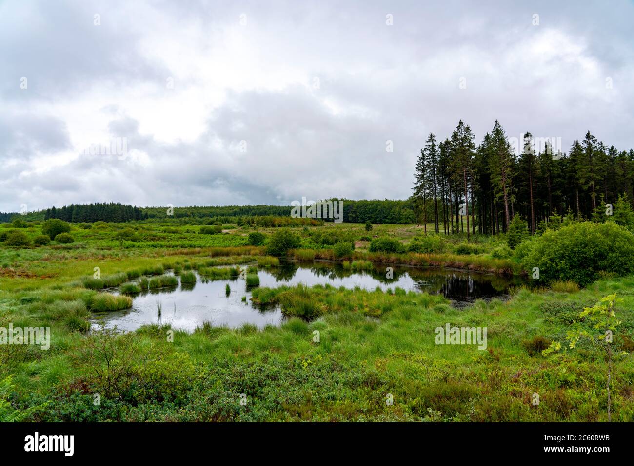 The Hohes Venn, Brackvenn, raised bog in Wallonia, Belgium, in the border area to Germany, Stock Photo