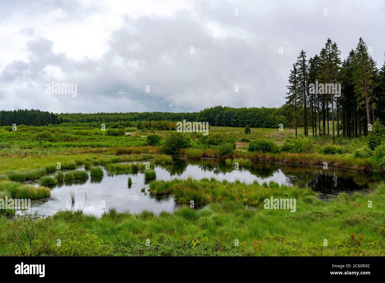 The Hohes Venn, Brackvenn, raised bog in Wallonia, Belgium, in the border area to Germany, Stock Photo