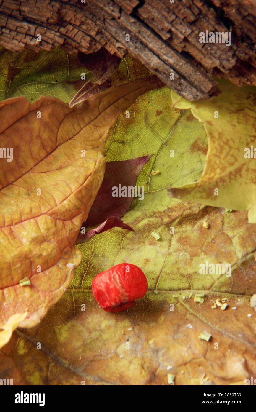 dry autumn leaves Stock Photo Alamy