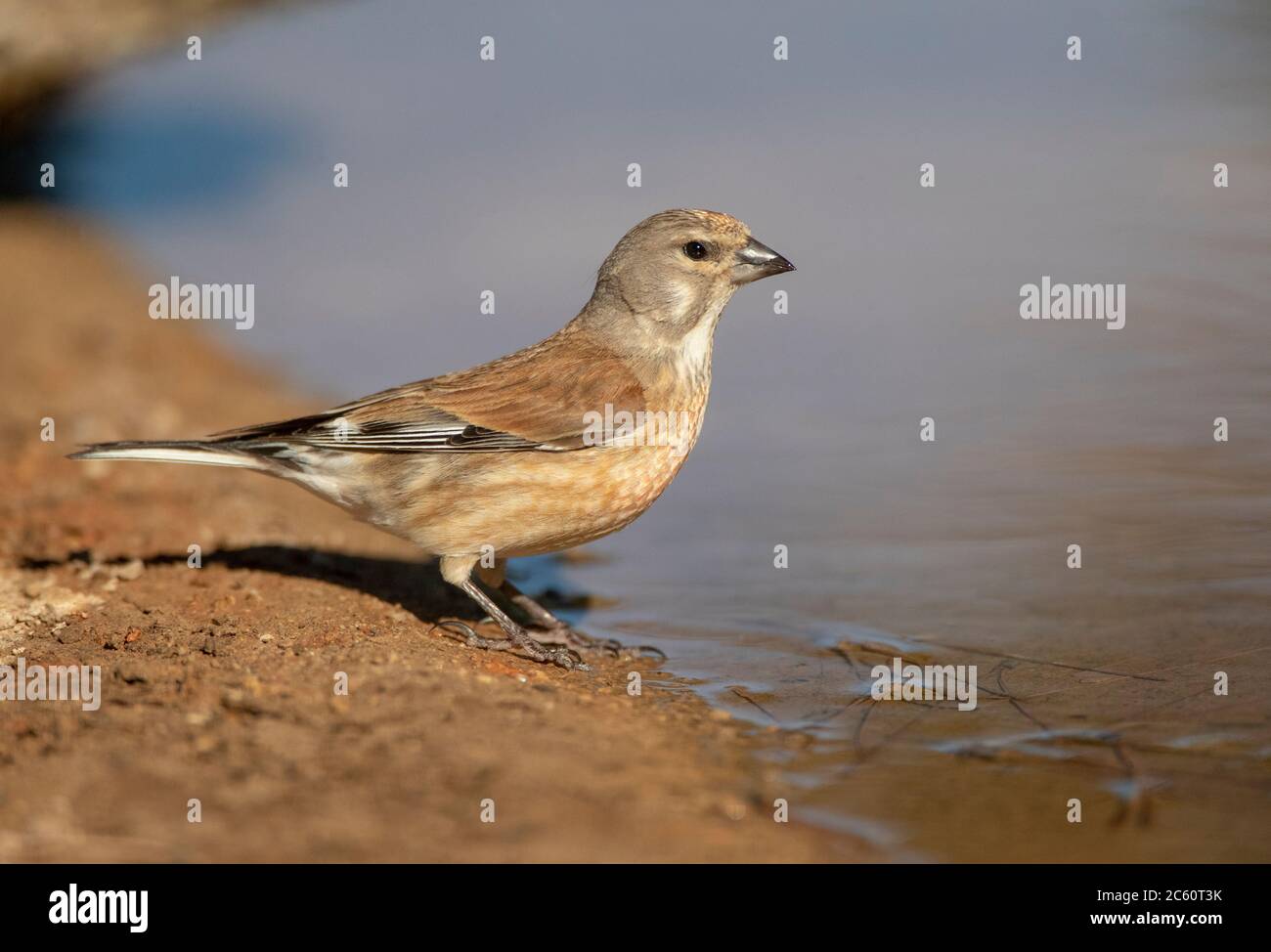 Common Linnet (Linaria cannabina) in Spain during summer. Standing at ...