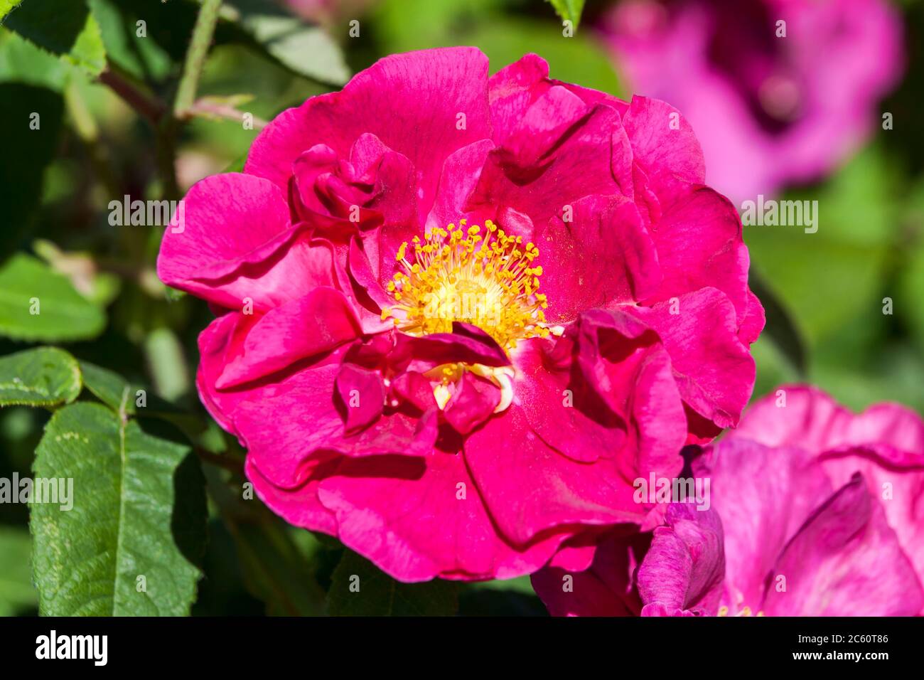 Rose gallica var. officinalis a springtime summer red flower shrub coomonly knowm as old red damask Stock Photo