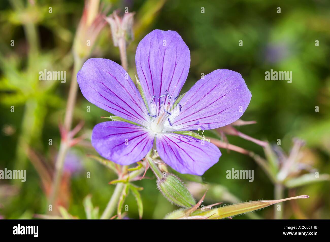 Geranium 'Nimbus' a blue herbaceous springtime summer flower plant commonly known as cranesbill Stock Photo