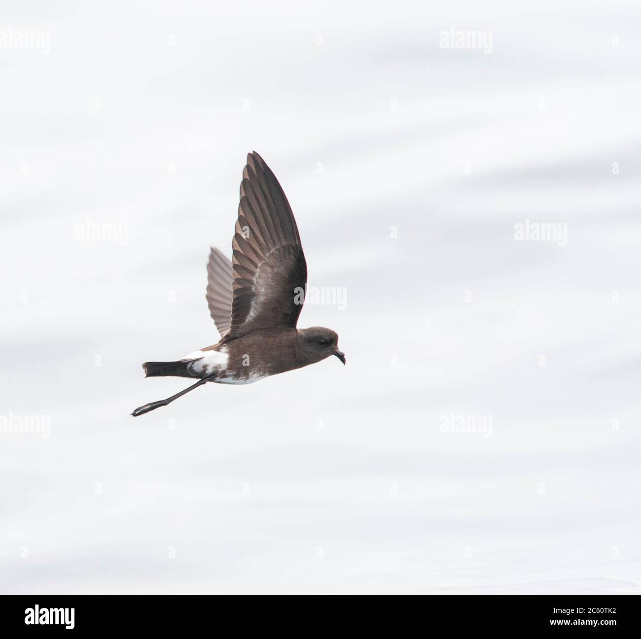 Elliot's Storm Petrel (Oceanites gracilis) flying above the sea surface on the Pacific ocean off Lima, Peru. Holding wings high above body and danglin Stock Photo