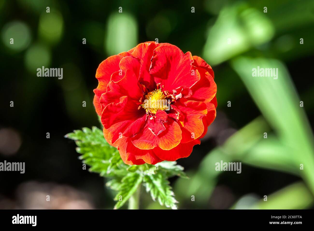 Potentilla 'William Rollison' a springtime summer red flower small shrub commonly known as  cinquefoil Stock Photo