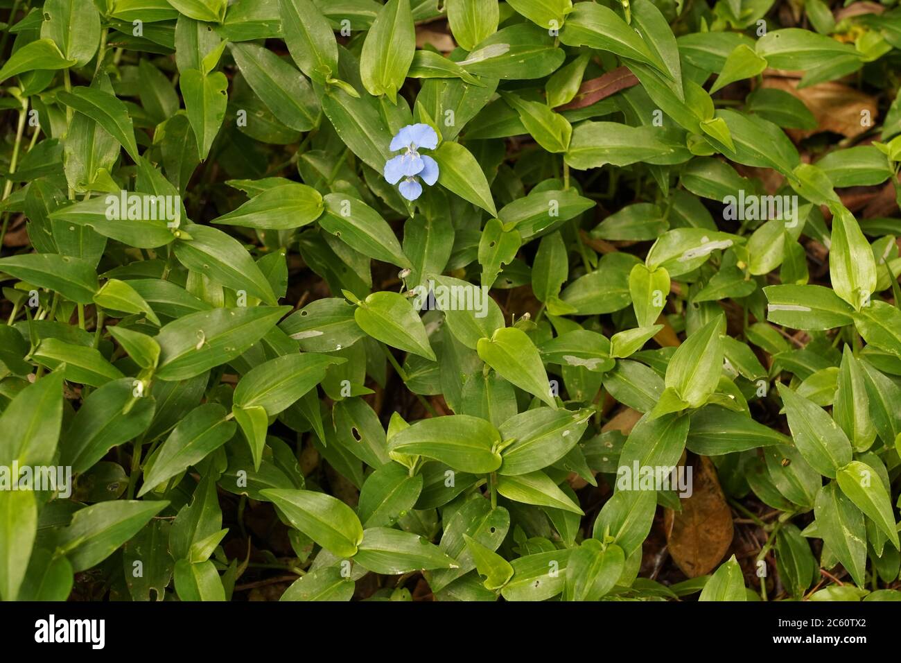 Delicate blue flower in a sea of deep green foliage Stock Photo - Alamy