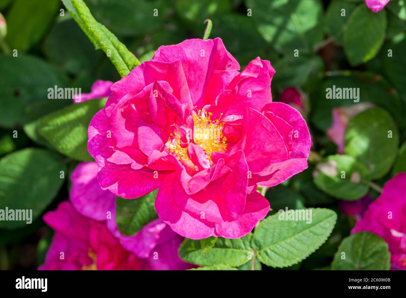 Rose gallica var. officinalis a springtime summer red flower shrub commonly known as old red damask Stock Photo