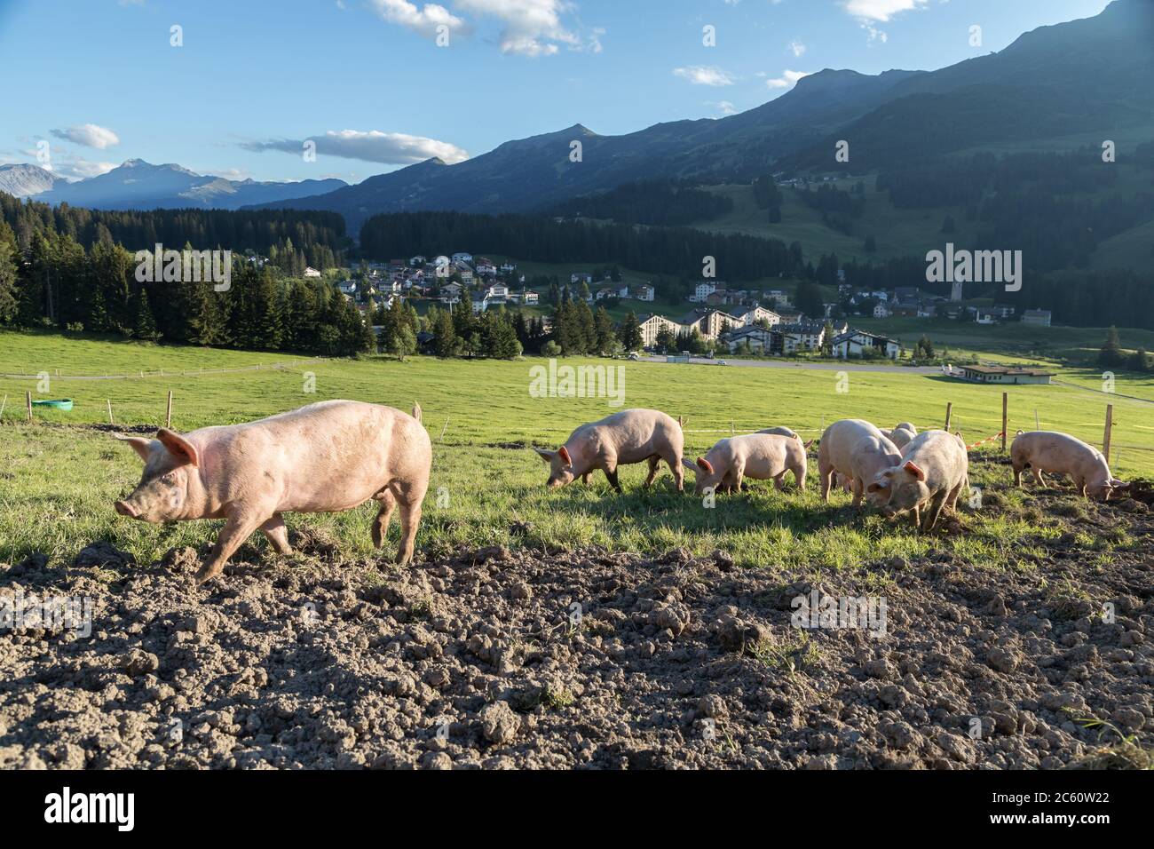 pigs on a farm in the swiss alps Stock Photo