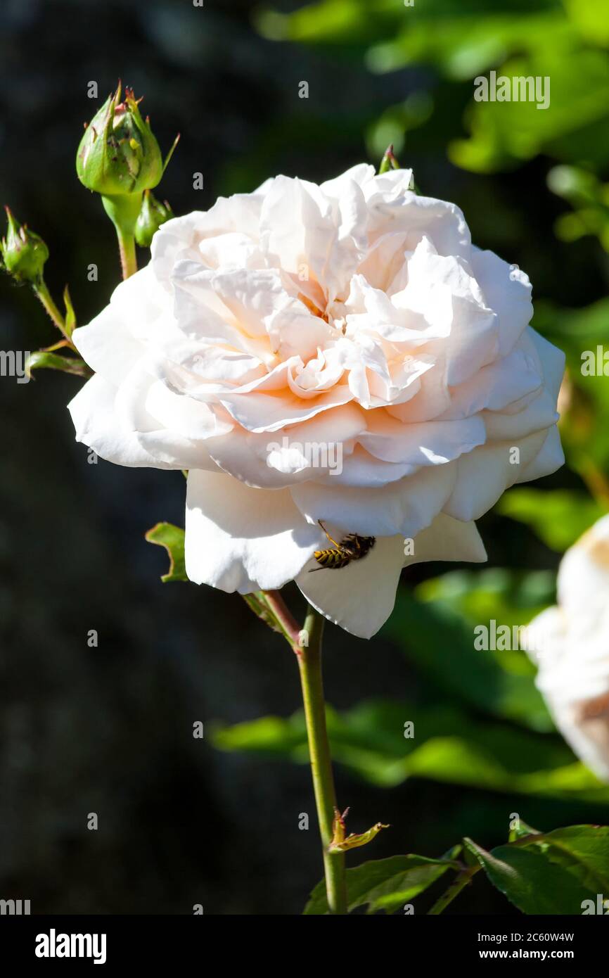 Rose rosa penny lane hardwell hires stock photography and images Alamy