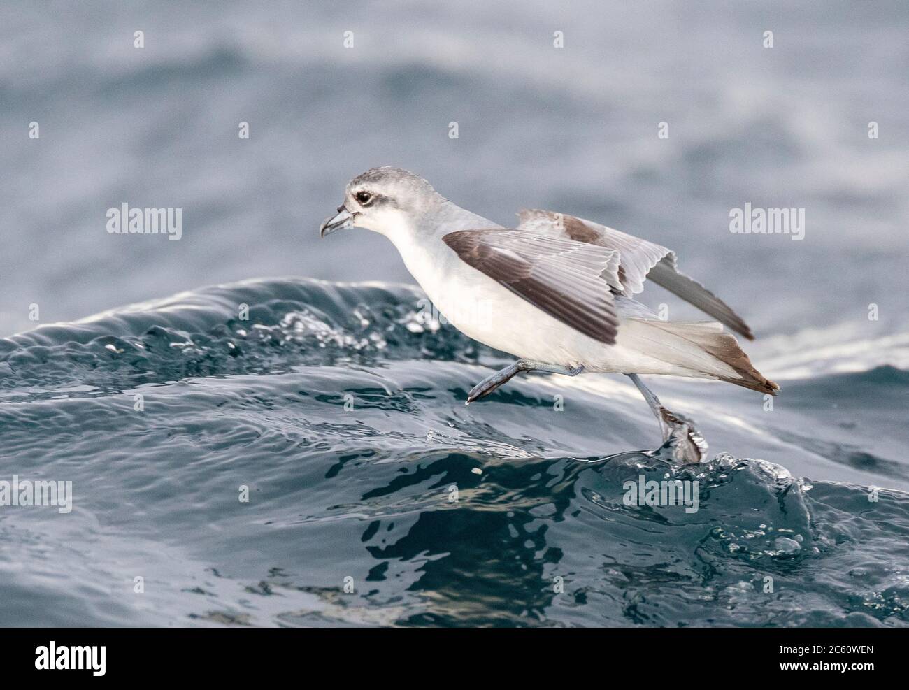 Fairy Prion (Pachyptila turtur) flying over the ocean off the coast of Kaikoura in New Zealand. Foraging in flight over slick made by chum during a ch Stock Photo