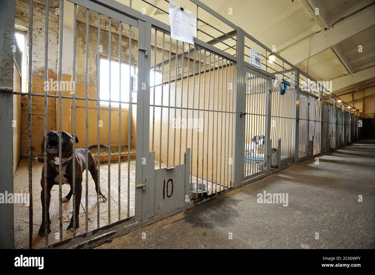 Municipal animal shelter: hangar with row of indoor aviaries, stray dogs  standing behind bars Stock Photo - Alamy